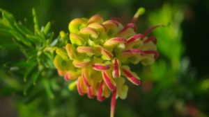 Carawah Nursery Case Study